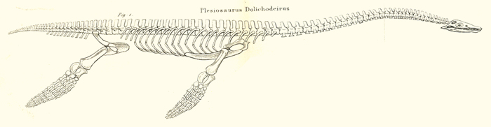 Plesiosaur reconstruction